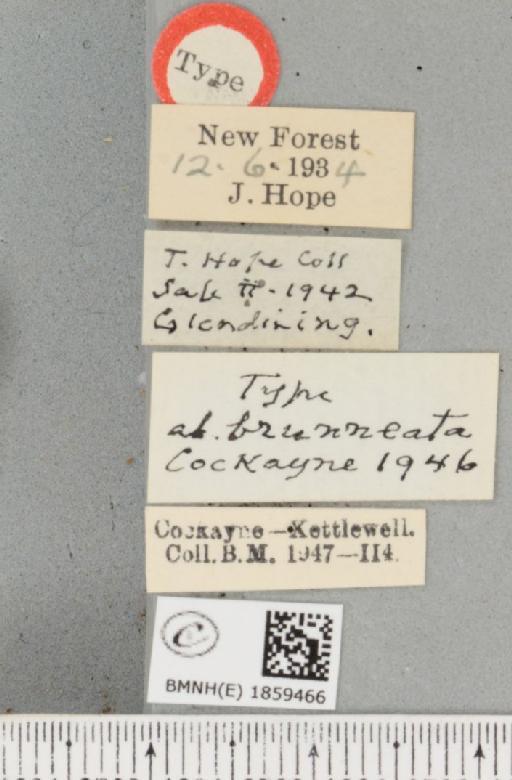Pseudopanthera macularia ab. brunneata Cockayne, 1946 - BMNHE_1859466_label_430045