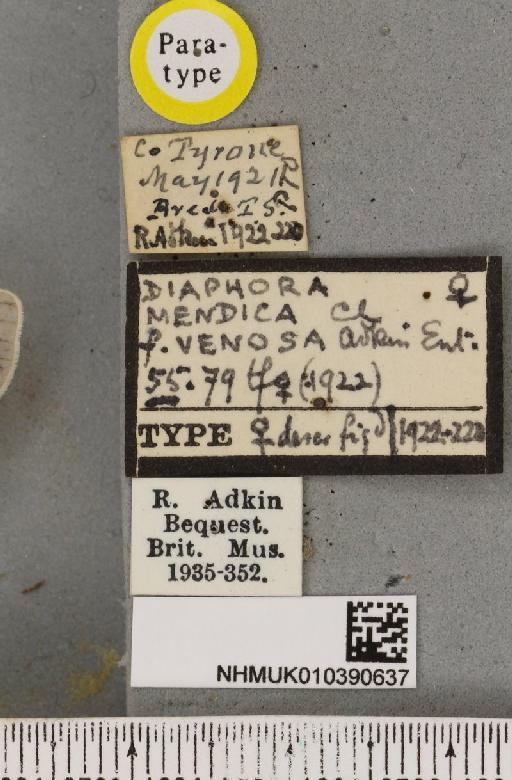 Diaphora mendica Adkin, 1922 - NHMUK_010390637_label_516776