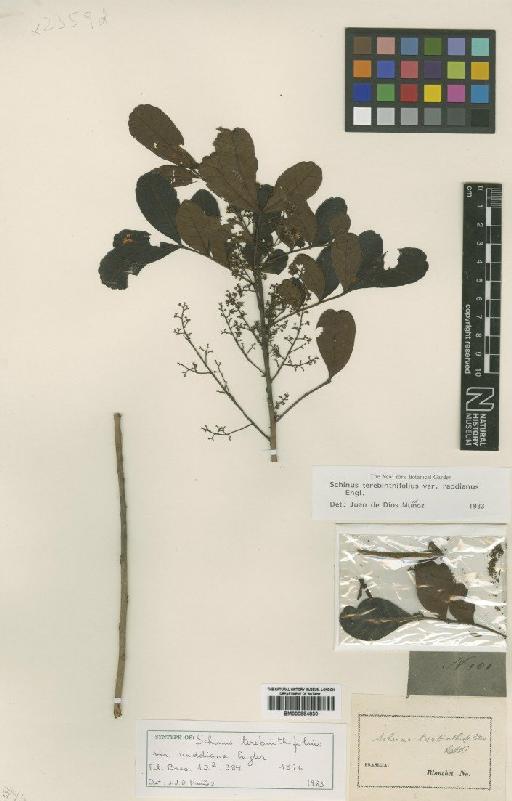 Schinus terebinthifolius var. raddianus Engl. - BM000884830
