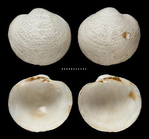 Lucina caelata subterclass Euheterodonta Reeve, 1850 - 196365_2_01