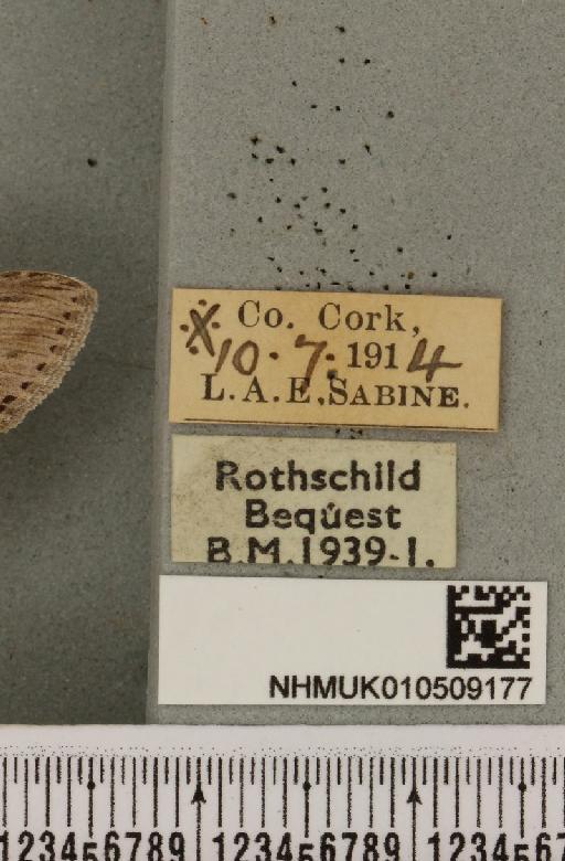 Cucullia absinthii (Linnaeus, 1761) - NHMUK_010509177_label_566877