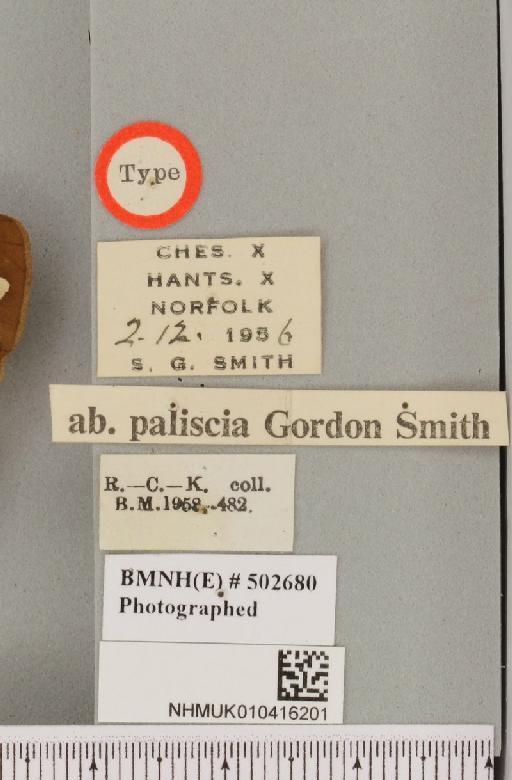 Arctia caja ab. paliscia Smith, 1958 - NHMUK_010416201_label_528482