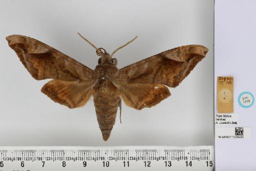 Acosmeryx naga metanaga Butler, 1879 - NHMUK_010588488_Acosmeryx_metanaga_Butler_ST_dorsal_and_labels.JPG