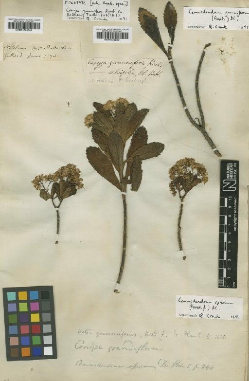 Commidendrum gummiferum (Roxb.) DC. - BM001025502
