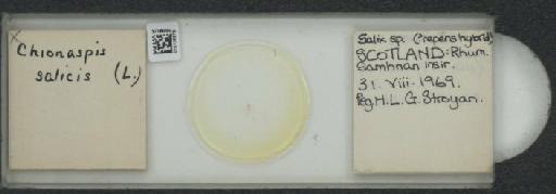 Chionaspis salicis Linnaeus, 1758 - 010136979_117431_1098069