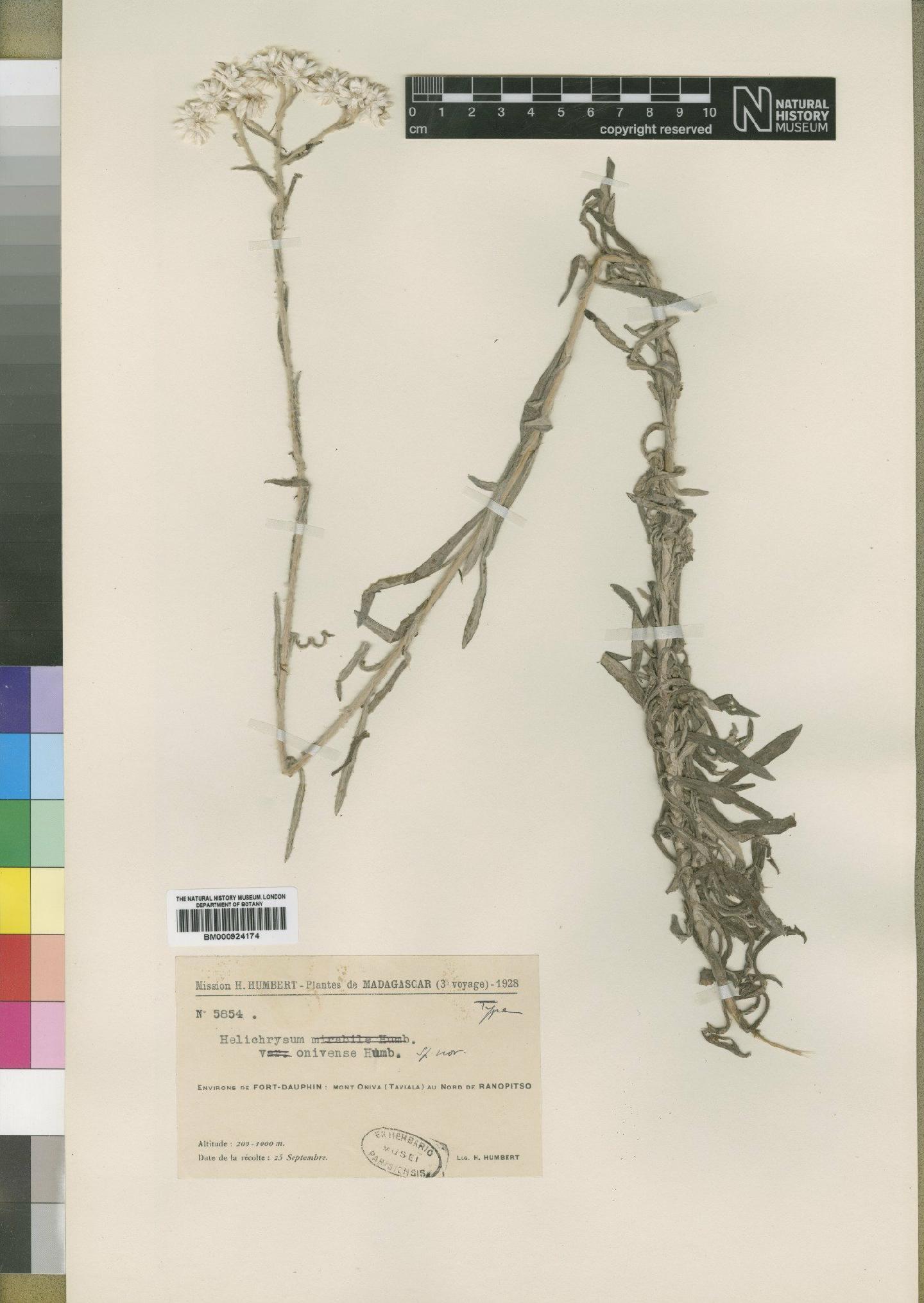 To NHMUK collection (Helichrysum onivense Humbert; Type; NHMUK:ecatalogue:4529202)