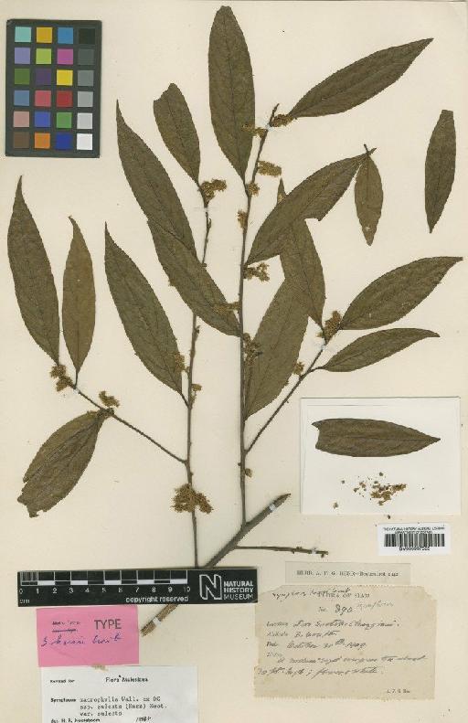 Symplocos macrophylla subsp. sulcata (Kurz) Noot. - BM000997535