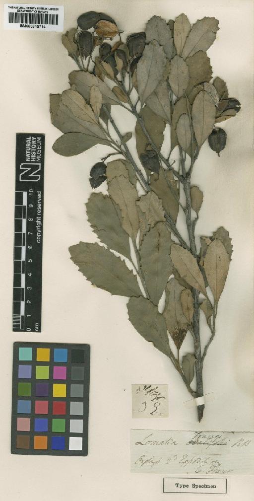Lomatia ilicifolia R.Br. - BM000915714