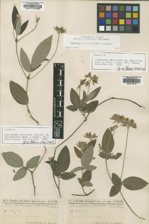 Rhynchosia corylifolia Benth. - BM000538502