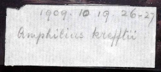 Amphilius krefftii Boulenger, 1911 - 1909.10.19.26-27; Amphilius krefftii; image of jar label; ACSI project image