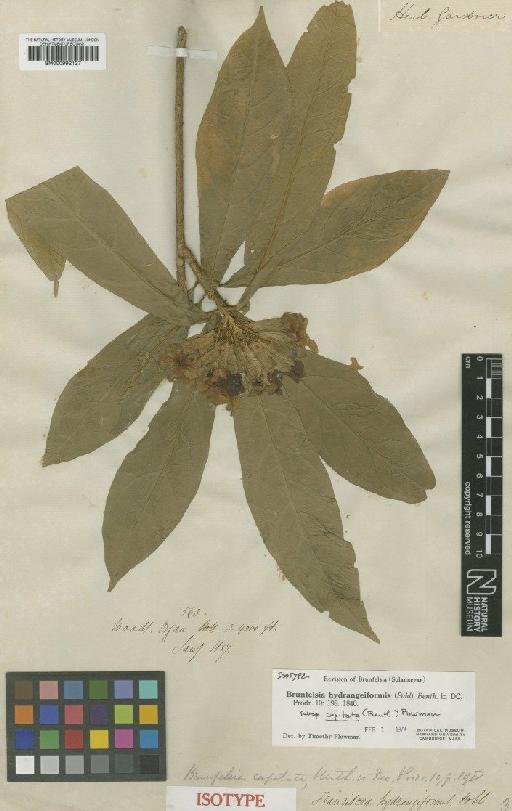 Brunfelsia hydrangeiformis (Pohl) Benth. - BM000992127
