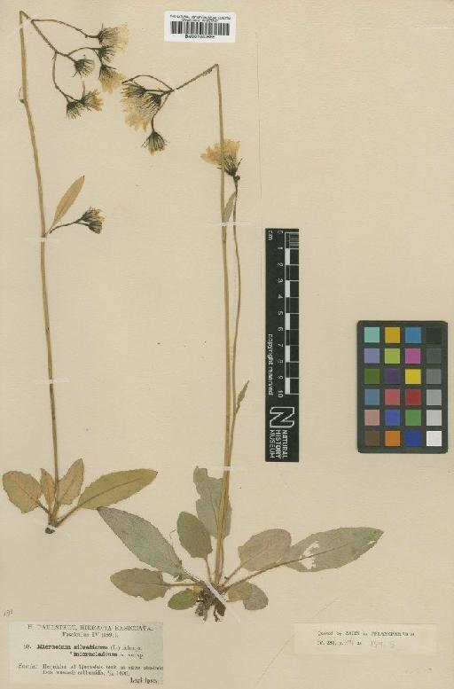 Hieracium murorum subsp. micracladium Dahlst. ex Zahn - BM001050865