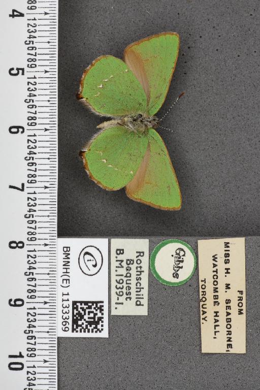 Callophrys rubi ab. inferopunctata Tutt, 1907 - BMNHE_1133369_97451