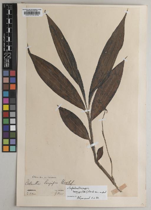 Cephalantheropsis longipes (Hook.f.) Ormerod - BM000514780