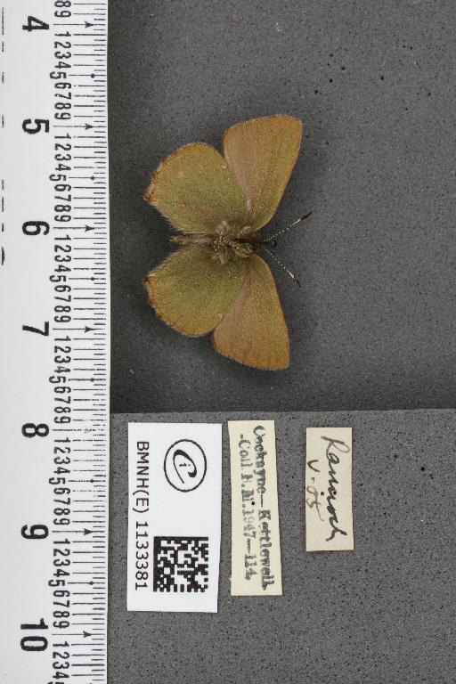 Callophrys rubi ab. brunnea Tutt, 1896 - BMNHE_1133381_97421