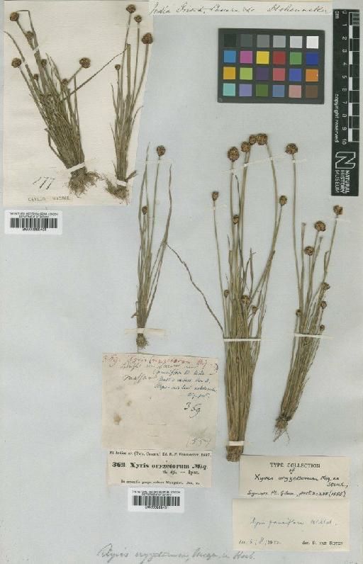 Xyris pauciflora Willd. - BM000958430