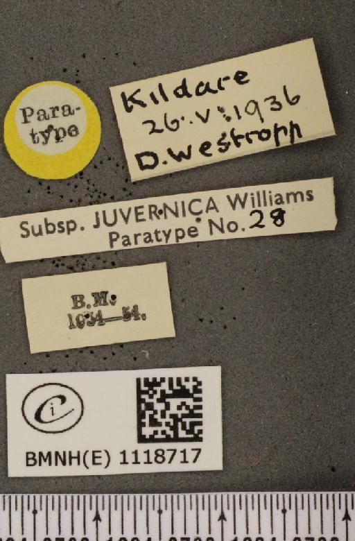 Leptidea sinapis juvernica Williams, 1946 - BMNHE_1118717_label_73918