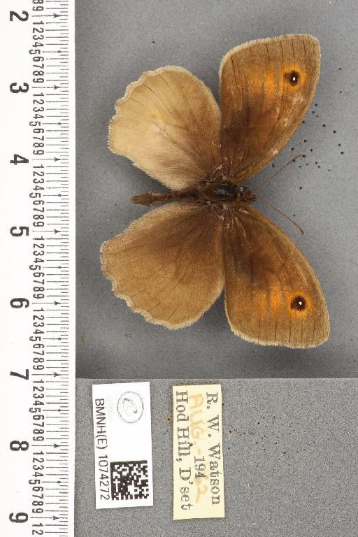 Maniola jurtina insularis ab. partimtransformis Leeds, 1950 - BMNHE_1074272_41042