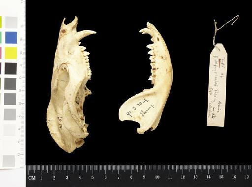 Didelphys lechei Ihering, 1893 - 1891.3.20.9_Skull_Lateral