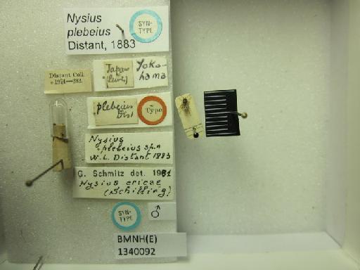 Nysius picipes Usinger, 1937 - Nysius picipes-BMNH(E)1340091-Paratype male dorsal & labels