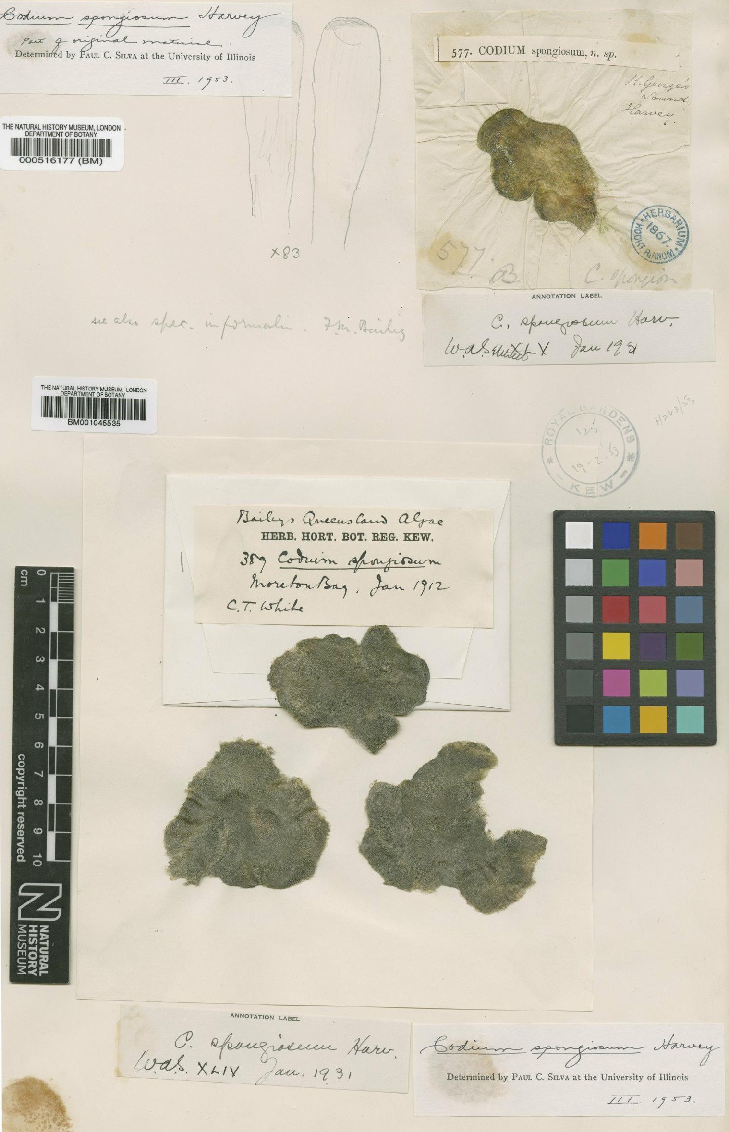 To NHMUK collection (Codium spongiosum Harvey; TYPE; NHMUK:ecatalogue:4830783)