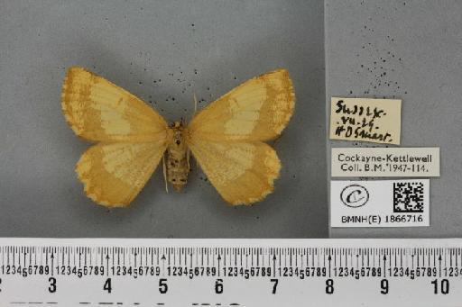 Angerona prunaria ab. aureocincta Oberthür, 1912 - BMNHE_1866716_431330