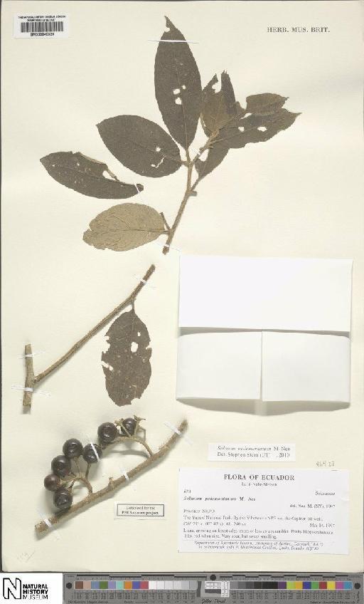 Solanum L. - BM000849320