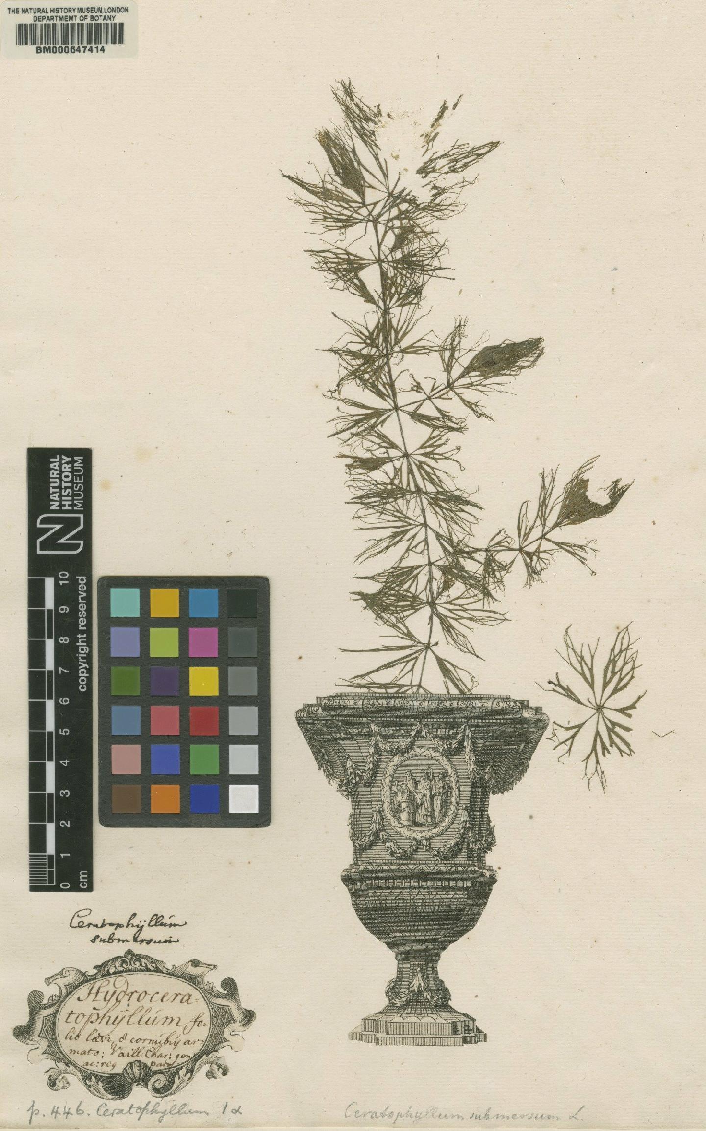 To NHMUK collection (Ceratophyllum demersum L.; Original material; NHMUK:ecatalogue:4700598)
