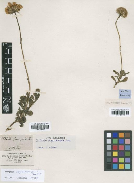 Haplopappus chrysanthemifolius DC. - BM001009417