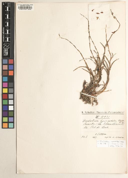 Dendrobium hymenopetalum Schltr. - BM000017522