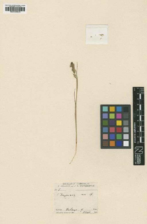 Calamagrostis holciformis Jaub. & Spach - BM000959449