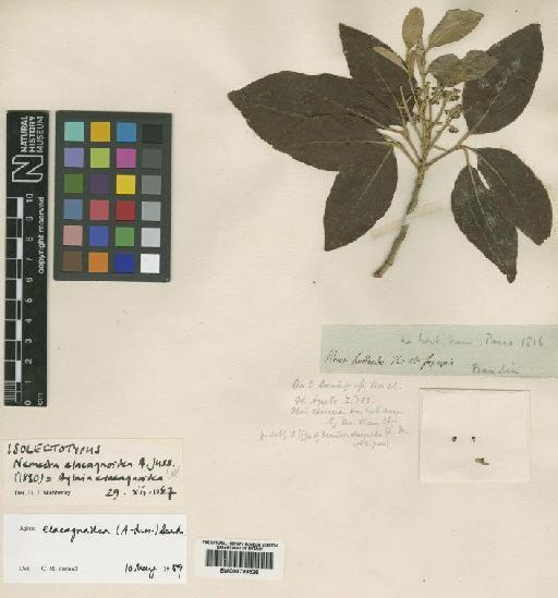 Aglaia elaeagnoidea (Juss) Benth. - BM000799526