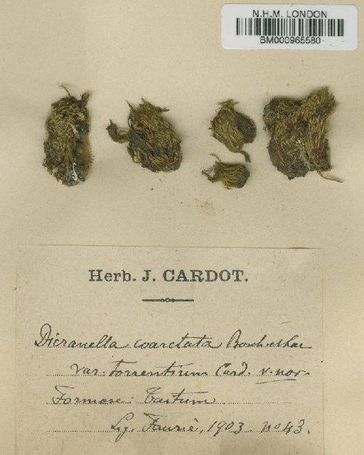 Dicranella coarctata (Müll.Hal.) Bosch & Sande Lac. - BM000965580