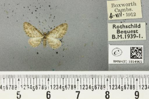 Eupithecia inturbata (Hübner, 1817) - BMNHE_1814965_380266