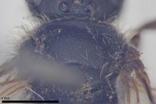 Melitta punctulata Kirby, 1802 - 013380583-NHMUK-Melitta_punctulata-holotype-female-mesoscutum-dorsal-5_0x