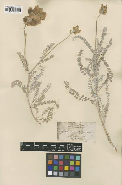 Astragalus anemophilus Greene - BM000931606
