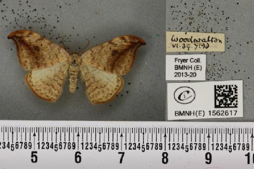 Drepana falcataria (Linnaeus, 1758) - BMNHE_1562617_234330