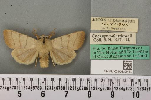 Charanyca trigrammica (Hufnagel, 1766) - NHMUK_010533462_587429