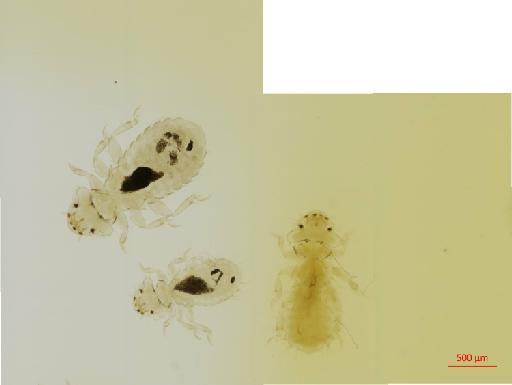 Amyrsidea (Cracimenopon) spinigaster Carriker, 1950 - 010651182__2017_07_18-Scene-3-ScanRegion2