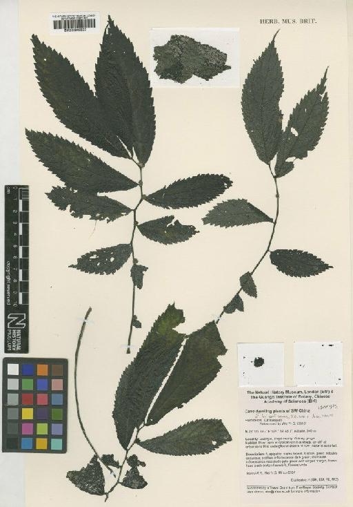 Elatostema lui W.T.Wang, Y.G.Wei & A.K.Monro - BM000949855