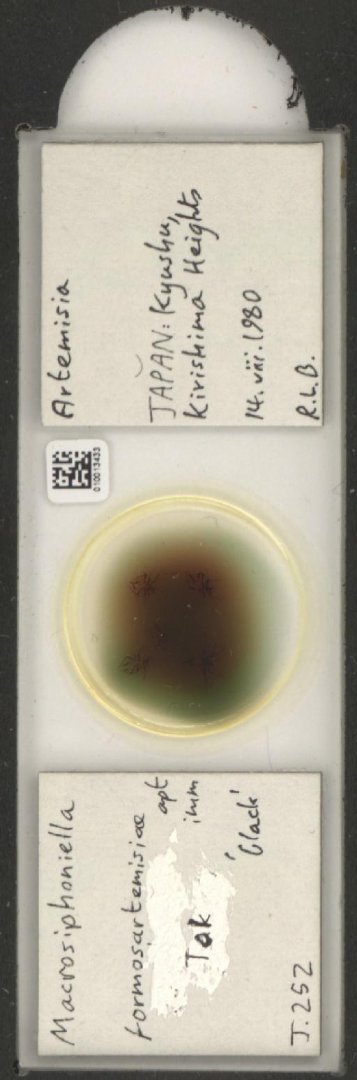 Macrosiphoniella formosartemisiae Takahashi, 1921 - 010013433_112660_1094721