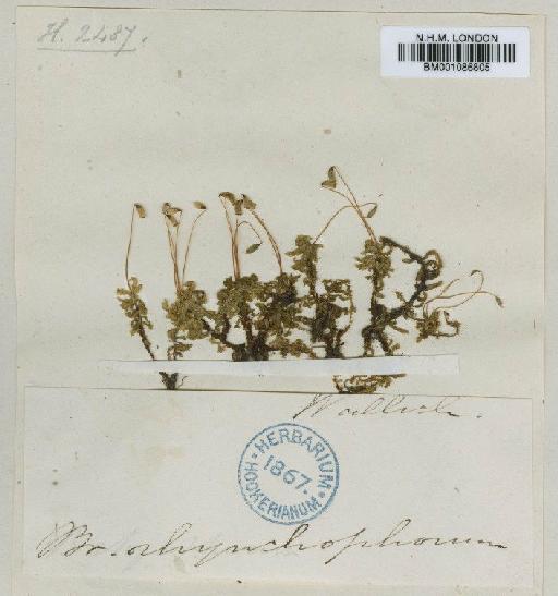 Plagiomnium rhynchophorum (Hook.) T.J.Kop. - BM001086805