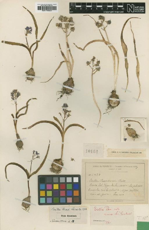 Scilla ramburei Boiss. - BM001066400