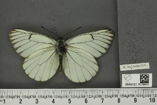 Aporia crataegi (Linnaeus, 1758) - BMNHE_1078945_69991
