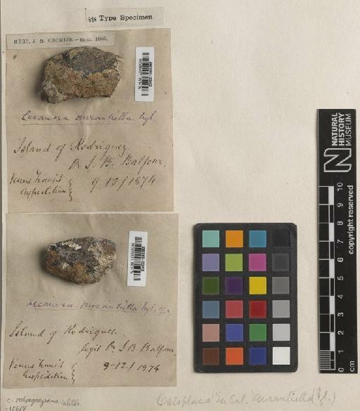 Caloplaca aurantiella (Nyl.) C.Moreau & M.Moreau - BM001096593