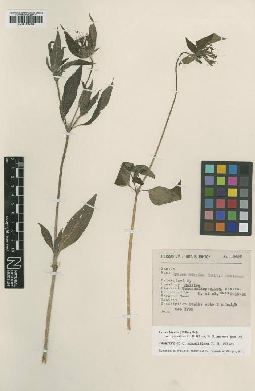 Crusea hispida subsp. grandiflora (Paul G.Wilson) Borhidi - BM001009080