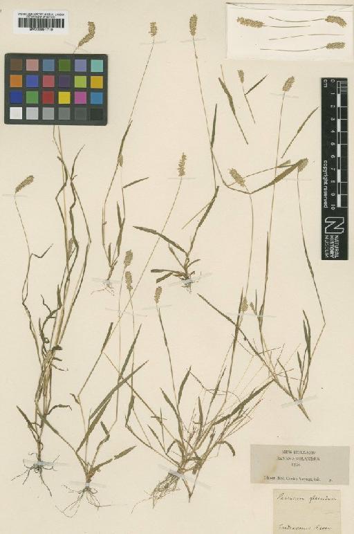 Sacciolepis indica (L.) Chase - BM000991719