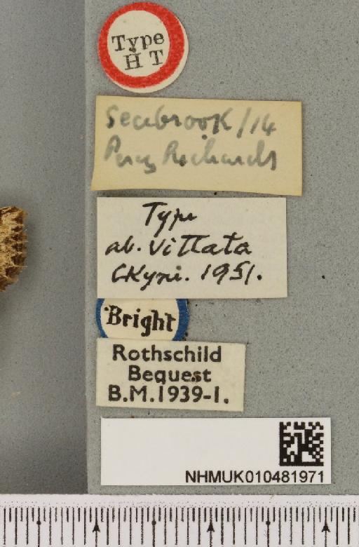 Luperina testacea ab. vittata Cockayne, 1951 - NHMUK_010481971_label_596723