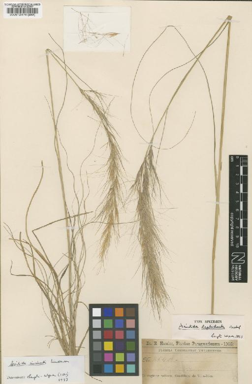 Aristida circinalis Lindm. - BM000512474