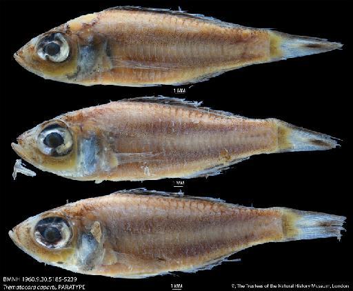 Trematocara caparti Poll, 1948 - BMNH 1960.9.30.5185-5239 Trematocara caparti, PARATYPE